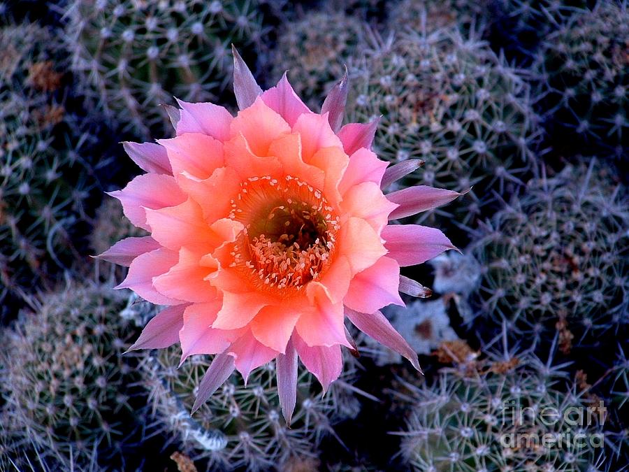 Desert Beauty #2 Photograph by Marilyn Smith