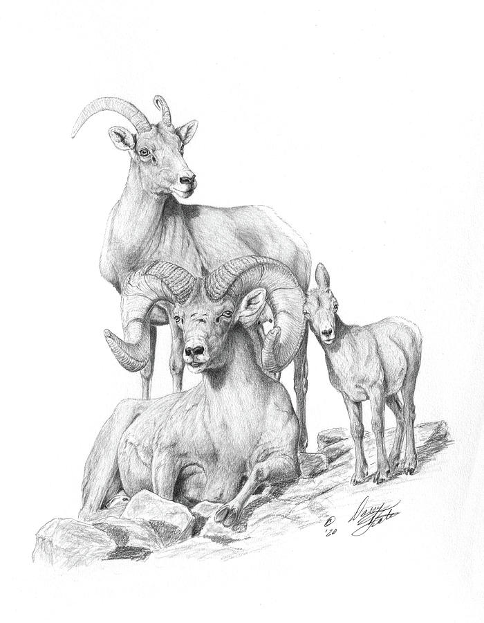 Desert Bighorns #2 Drawing by Darcy Tate
