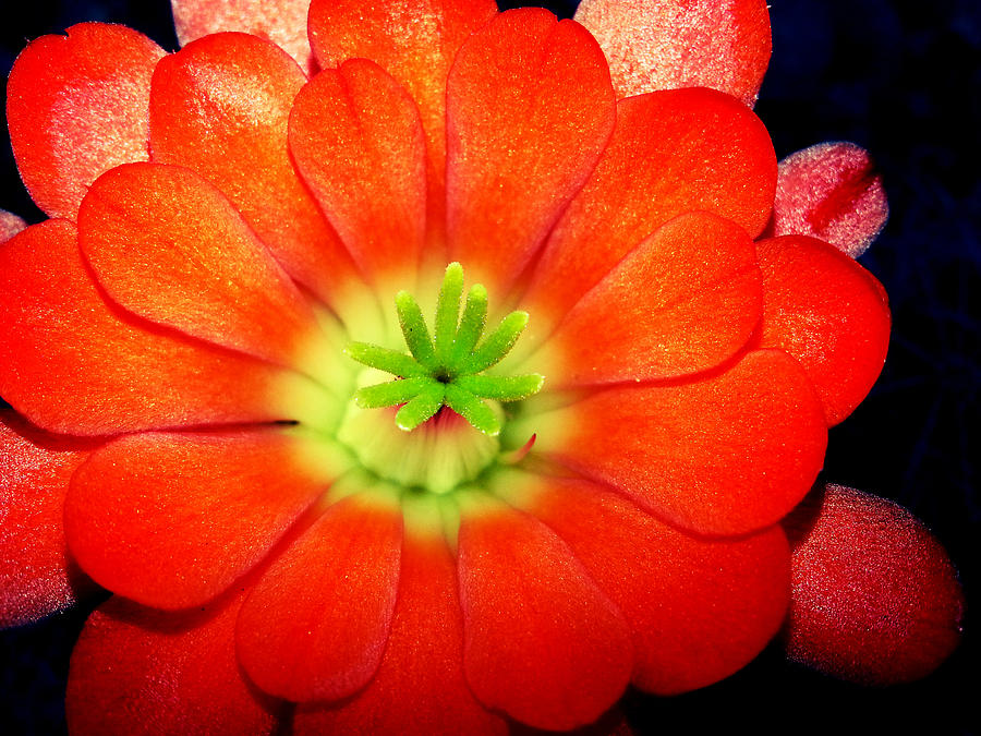 Desert Bloom Photograph by Justin Lehman Fine Art America