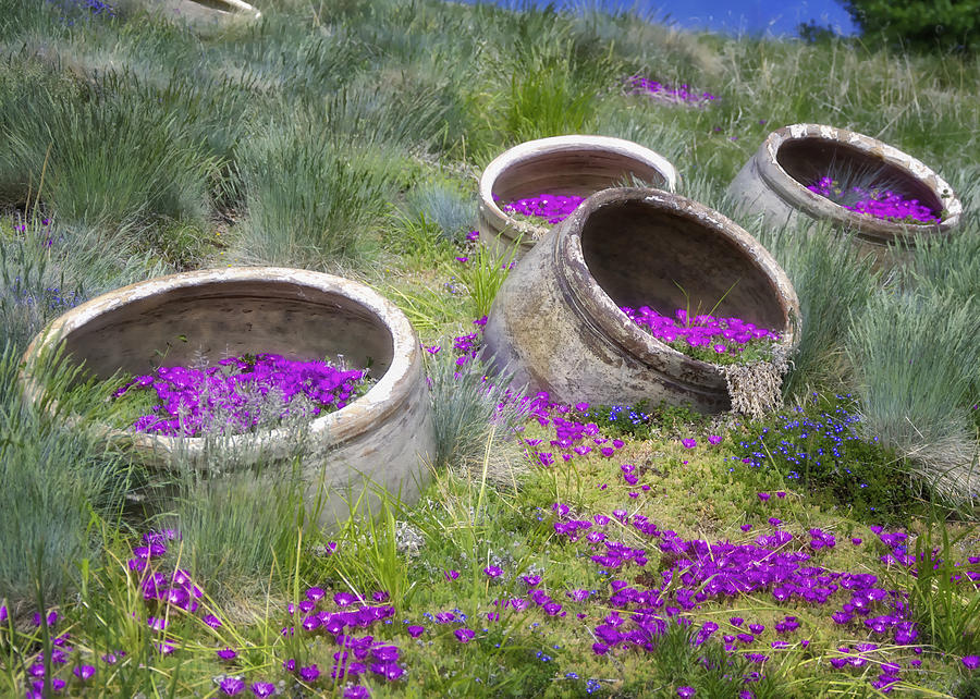Flower Photograph - Desert Flowers II by Joan Carroll