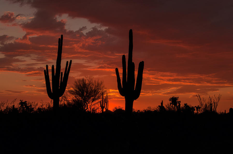 Desert Sunset #3 Photograph by Tam Ryan