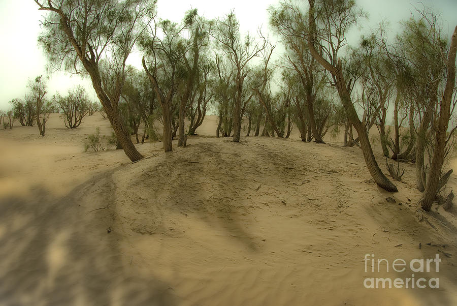 Desert Tamarix trees #2 Photograph by Dan Yeger