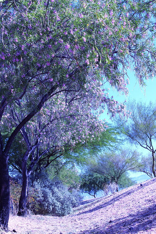 Desert Willow #1 Photograph by Kume Bryant