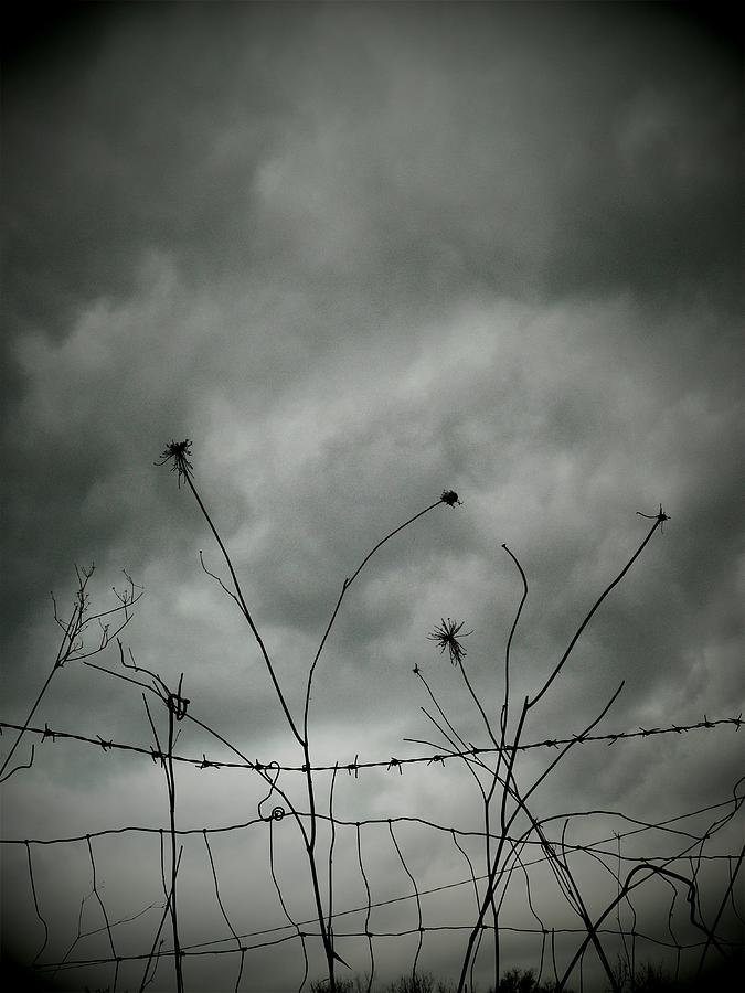 Black And White Photograph - Desire to rise above the thorns #2 by Donatella Muggianu