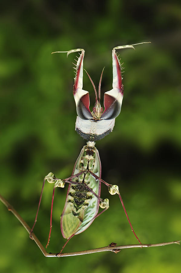 Devils Praying Mantis In Defensive Photograph by Thomas Marent
