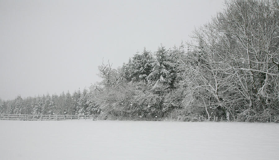 Tree Photograph - Devon Snow Scene #2 by Jonathan Hall