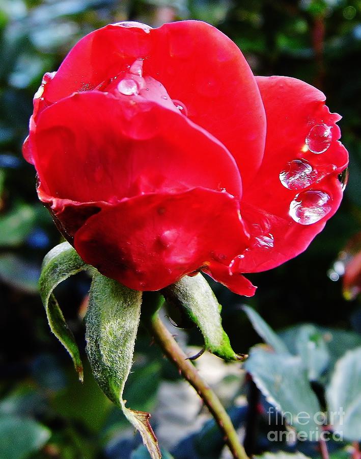 Raindrops On The Rose Photograph by D Hackett