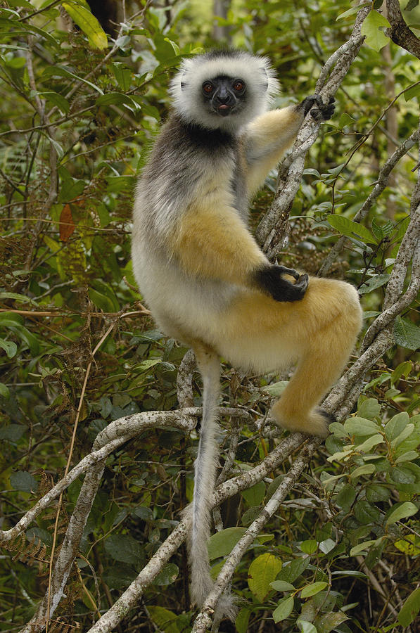 Diademed Sifaka Madagascar #2 Photograph by Pete Oxford