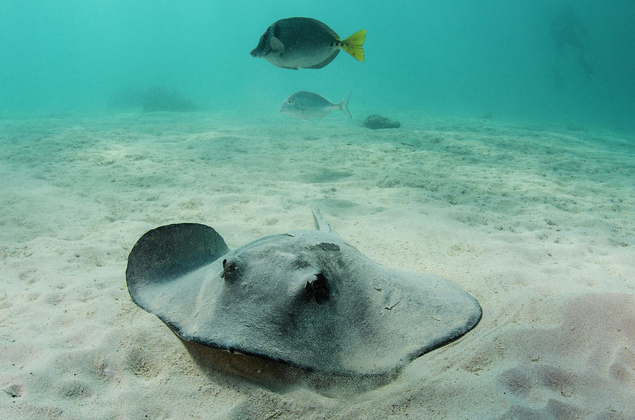 Diamond Stingray (dasyatis Brevis Photograph by Pete Oxford - Pixels