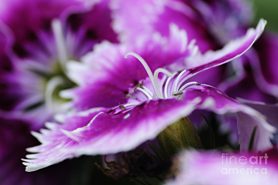 Dianthus #2 Photograph by Larry Ricker