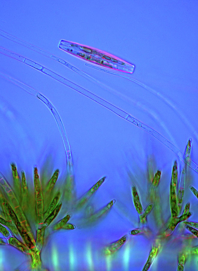 Nature Photograph - Diatom And Green Algae #2 by Marek Mis