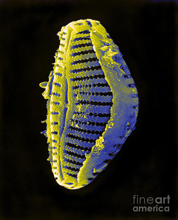 Diatom #2 Photograph by David M. Phillips