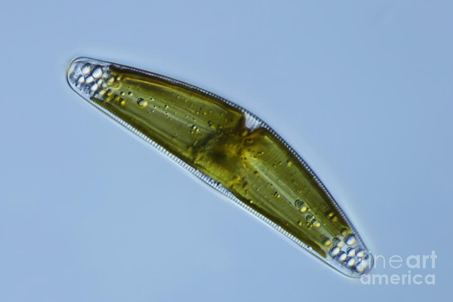 Diatom, Lm #2 Photograph by Frank Fox