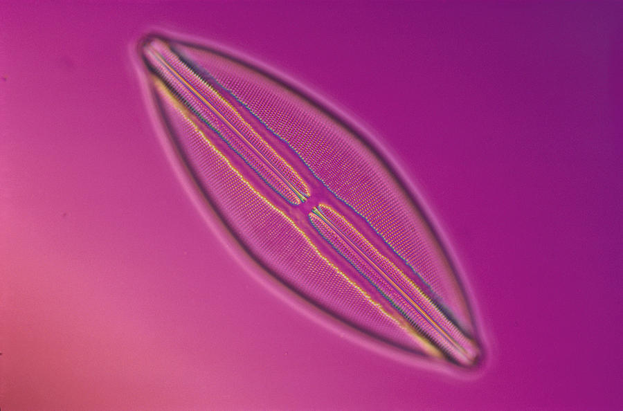 Diatom - Navicula Lyra #2 Photograph by Michael Abbey