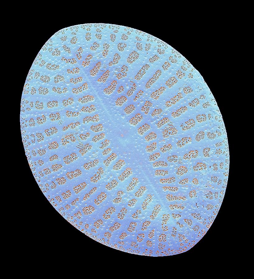 Diatom #2 Photograph by Steve Gschmeissner/science Photo Library
