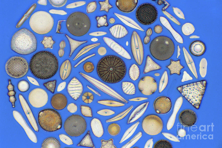 Diatoms #2 Photograph by Kent Wood