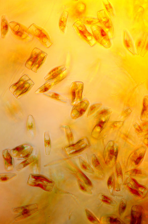 Diatoms, Lm #2 Photograph by Marek Mis