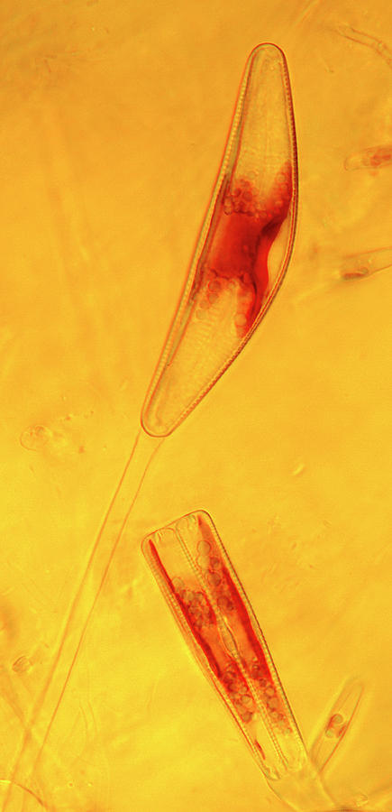 Diatoms #2 Photograph by Marek Mis