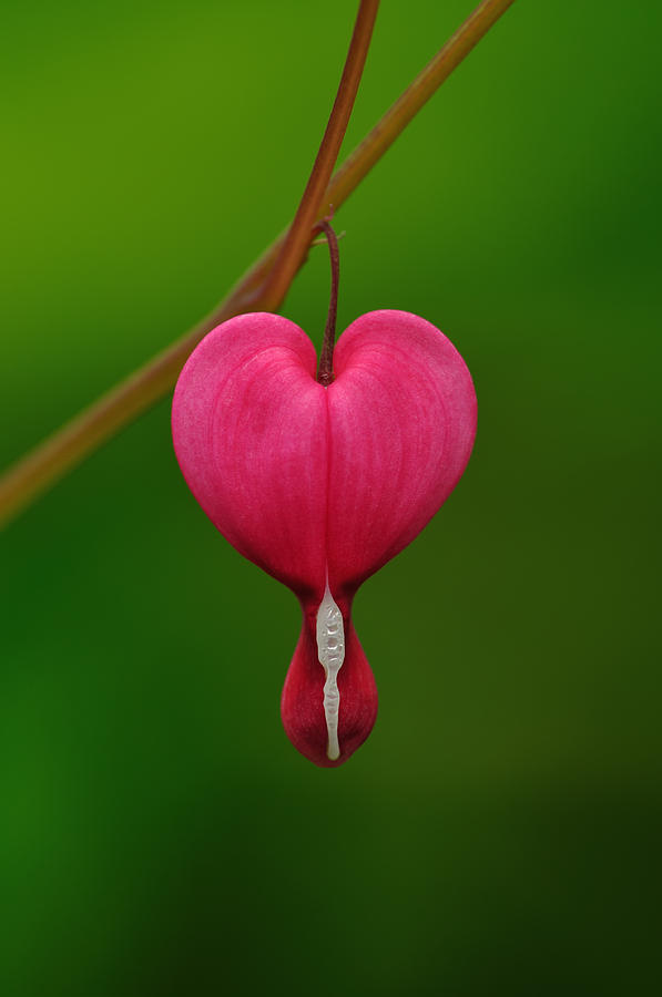 Nature Photograph - Dicentra spectabilis by JHR photo ART