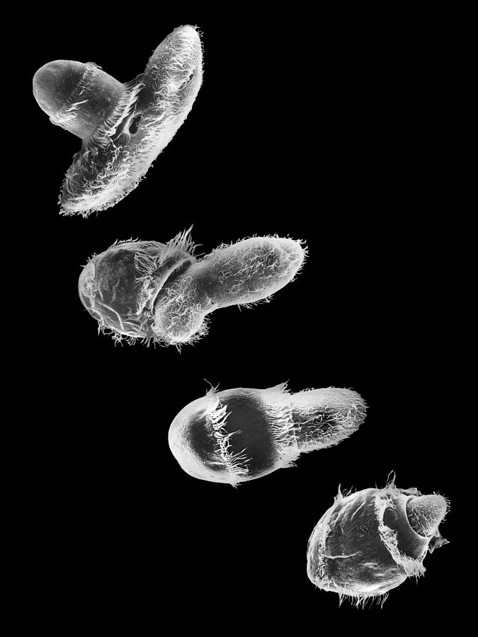 Didinium Ingesting Paramecium #2 Photograph by Greg Antipa