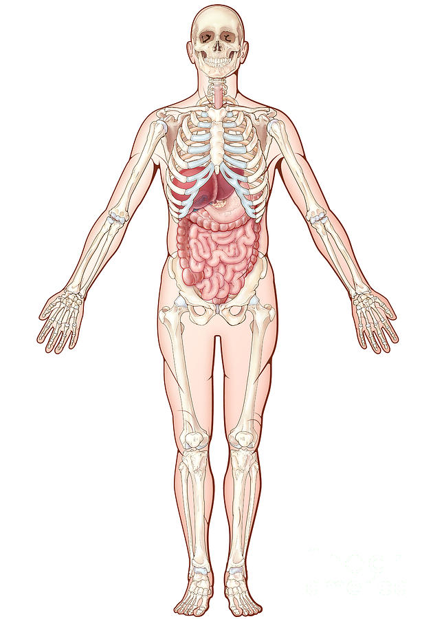 Digestive System, Illustration #2 Photograph by Evan Oto