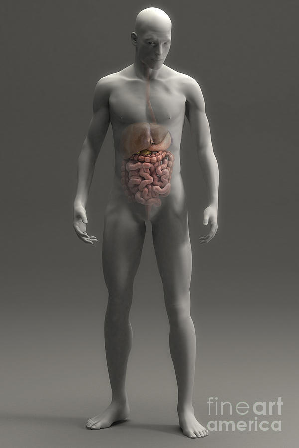 Organ Photograph - Digestive System Male #2 by Science Picture Co