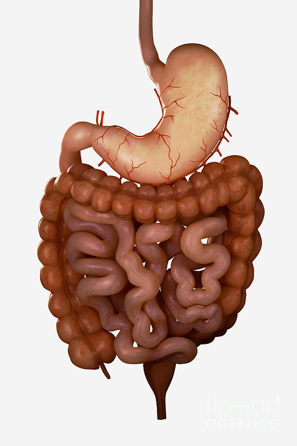 Digestive System #2 Photograph by Science Picture Co