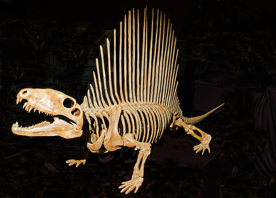 Dimetrodon Skeleton #2 Photograph by Millard H. Sharp