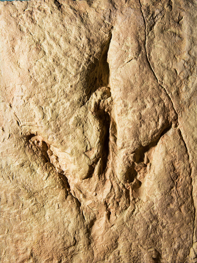 Dinosaur Footprint Fossil #2 Photograph by Millard H. Sharp