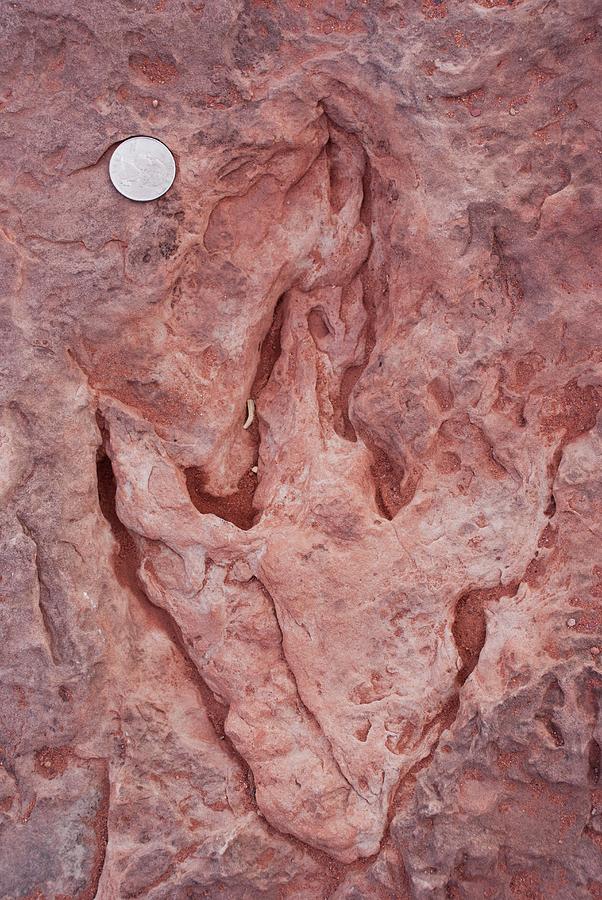 Dinosaur Footprint In Arizona #2 Photograph by Science Photo Library Dinosaur Footprint In Arizona #2 Photograph by Science Photo Library