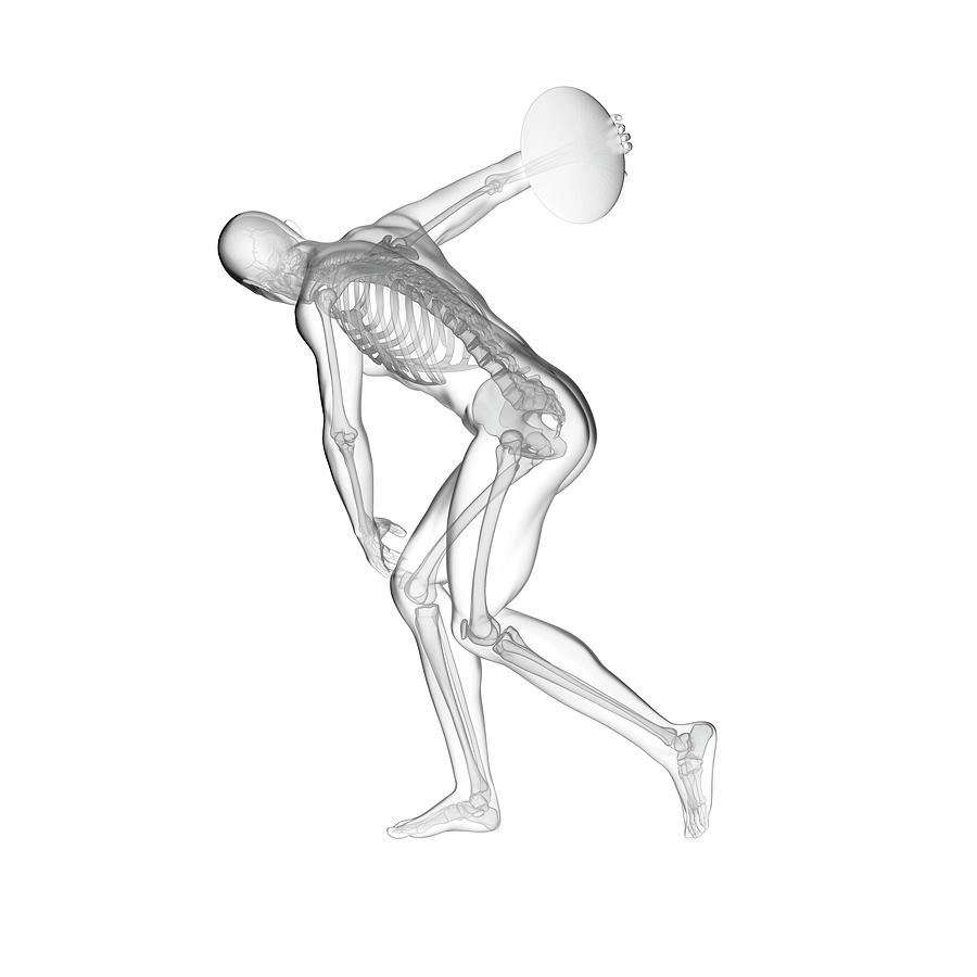 Athlete Photograph - Discus Throwers Skeletal System #2 by Sebastian Kaulitzki/science Photo Library