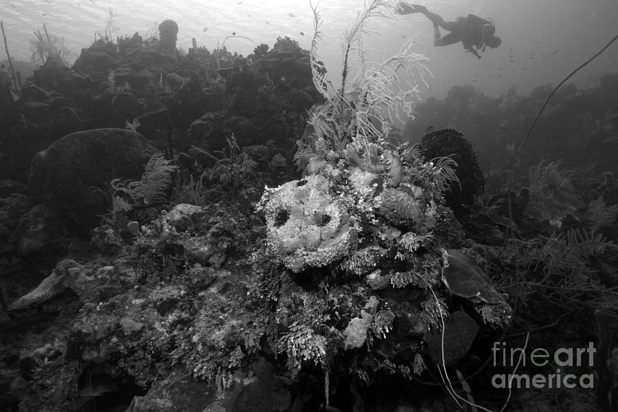 Diver #1 Photograph by JT Lewis