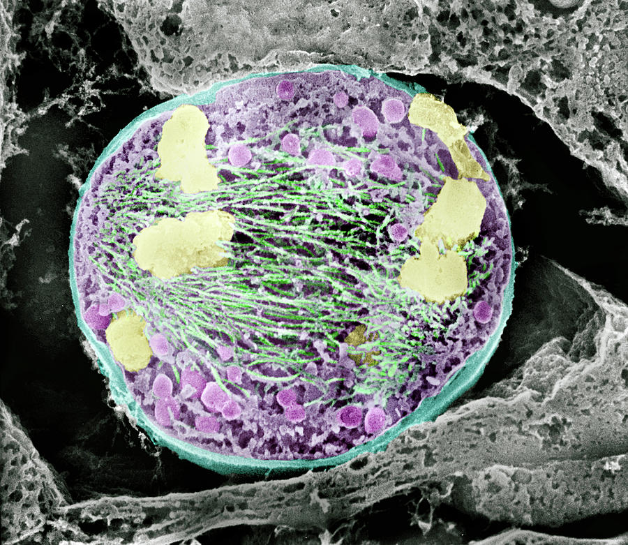 Nature Photograph - Dividing Pollen Cell #2 by Professor T. Naguro