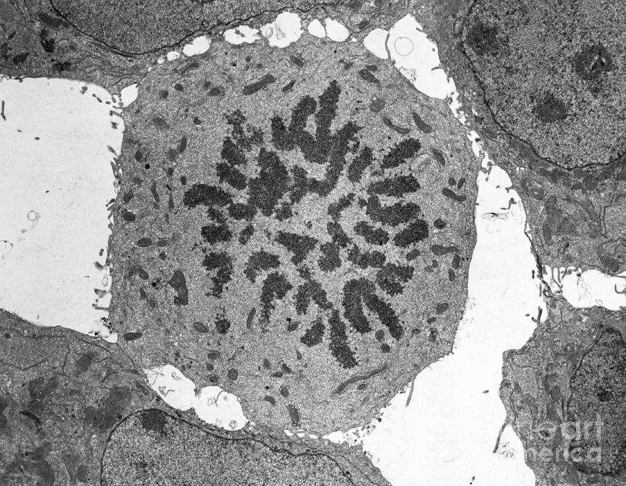 Dividing Skin Cell, Tem #2 Photograph by David M. Phillips