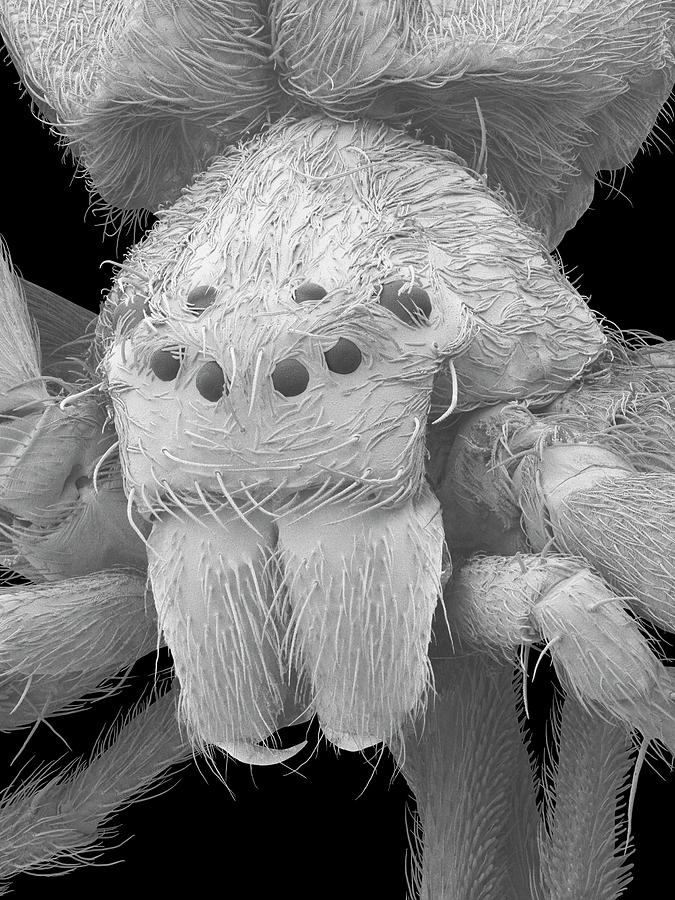 Diving Bell Spider (argyroneta Aquatica) #2 Photograph by Dennis Kunkel Microscopy/science Photo Library