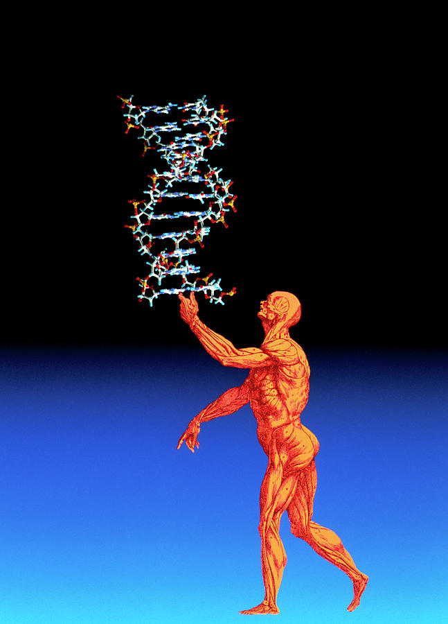 Dna Molecule Photograph - Dna And Human Body #2 by Alfred Pasieka/science Photo Library