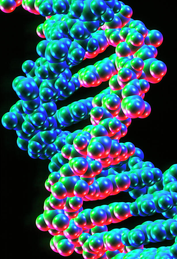 What Is The Importance Of The Double Helix Structure Of Dna - Design Talk