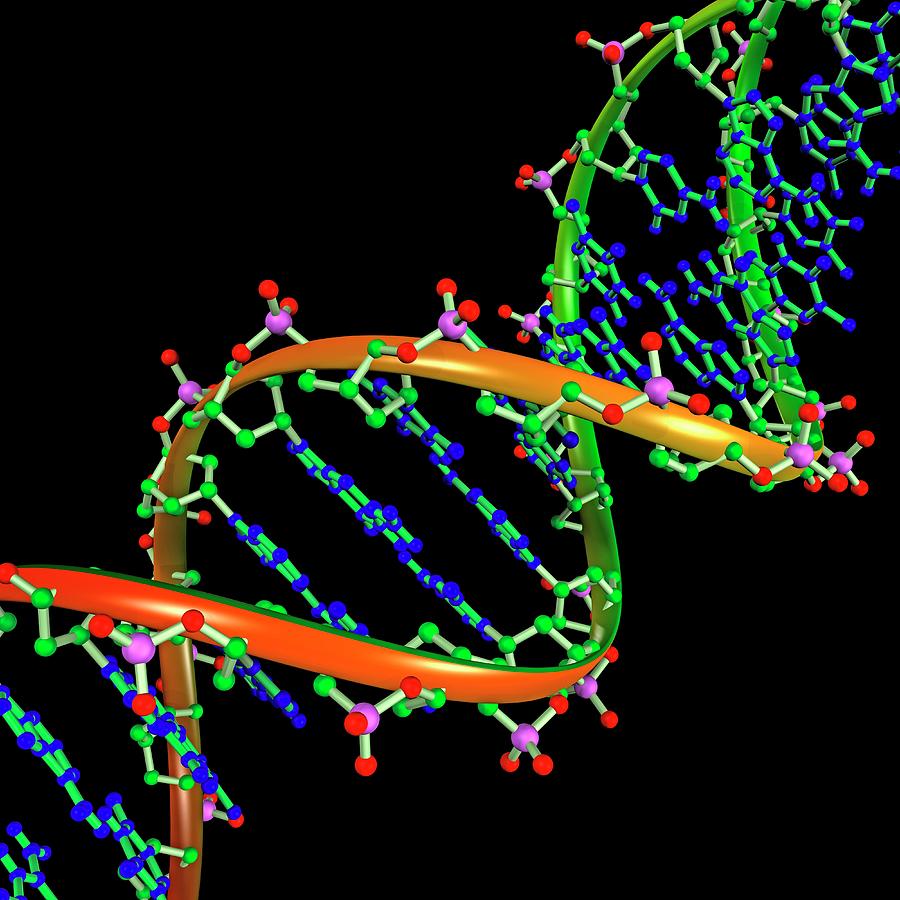 Dna Illustration Photograph by Alfred Pasieka/science Photo Library ...