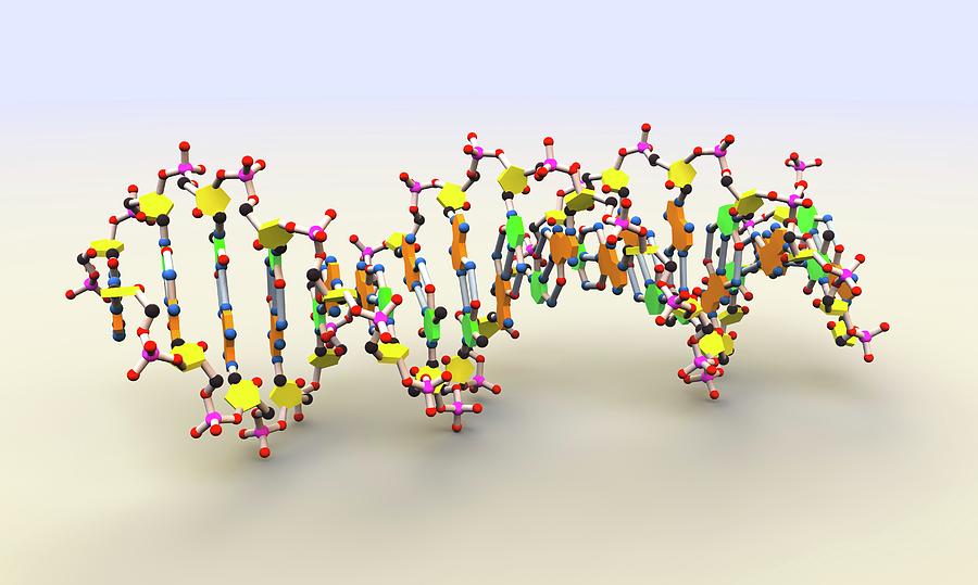 Dna Molecule Photograph by Russell Kightley