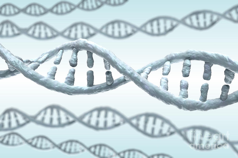 2 strands in dna