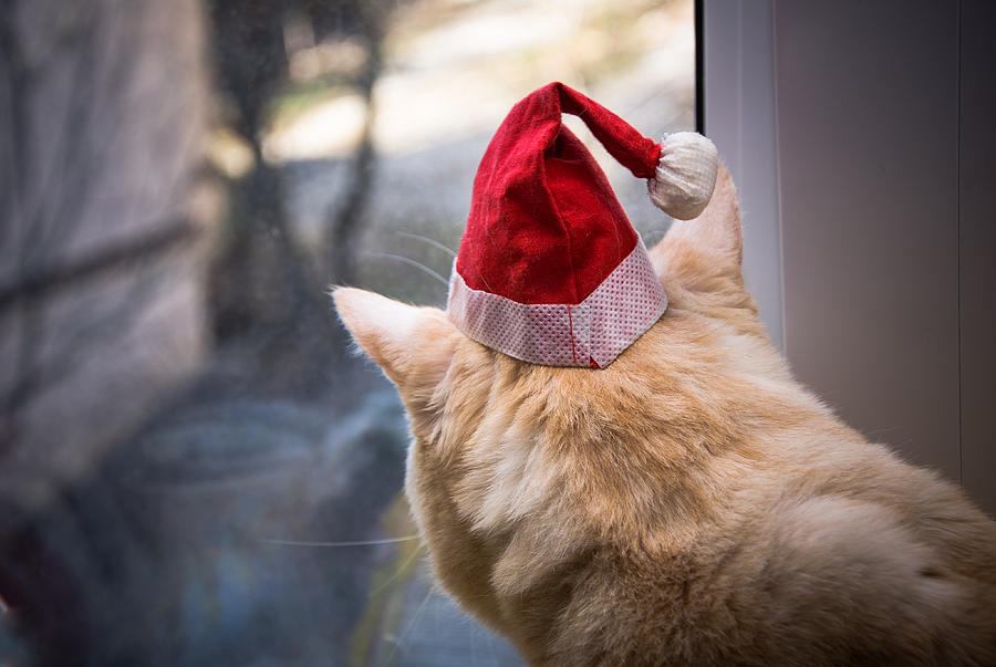Christmas Photograph - Do Cats Dream Of Santa ? by Dockside Colors