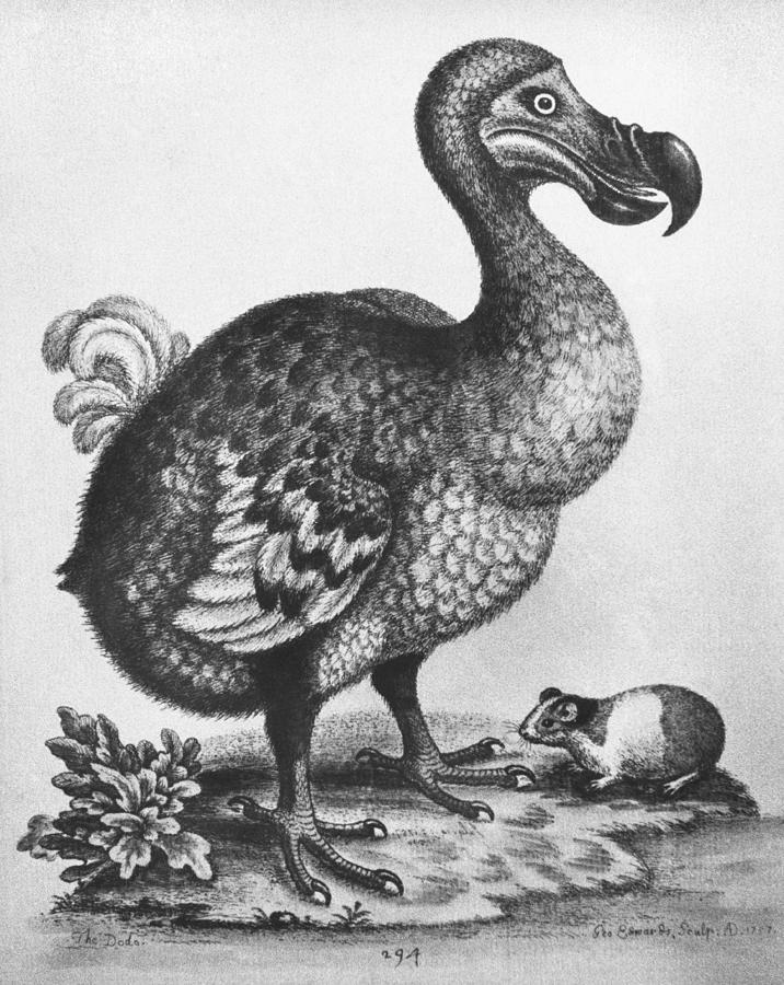 Dodo, Flightless Bird, Extinct #2 Photograph by George Holton
