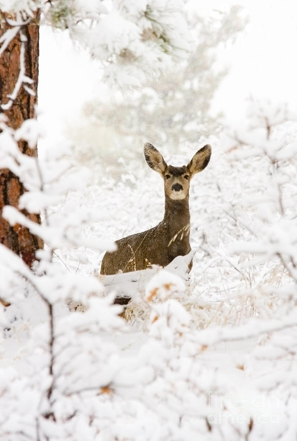 Doe Mule Deer In Snow Photograph