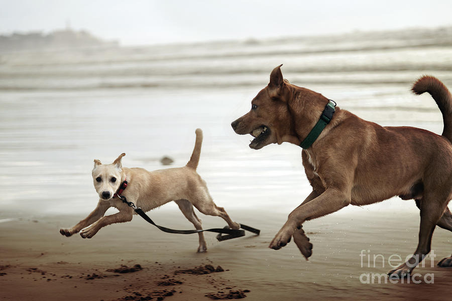 Winter Photograph - Dog and Puppy Running on Shoreline #2 by Eldad Carin
