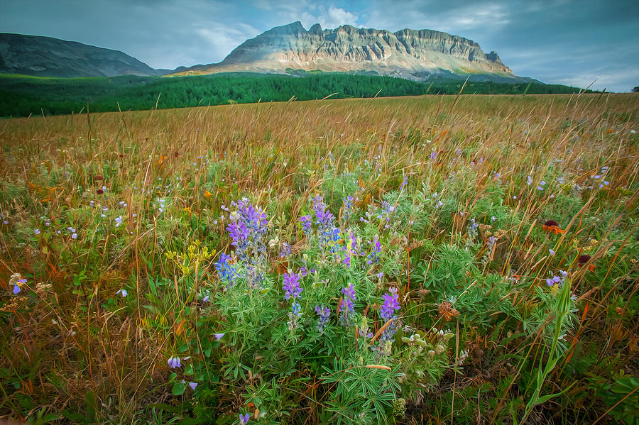 2 Dog Flats with Lupine Glacier National Park  Painted Photograph by Rich Franco