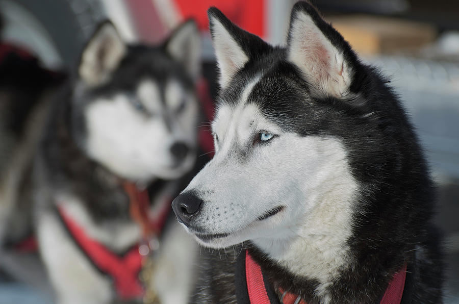 Winter Photograph - Dog Sled Races Are A Popular Winter #2 by Richard Wright