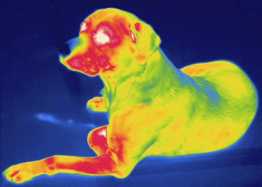 Dog, Thermogram #2 Photograph by Science Stock Photography
