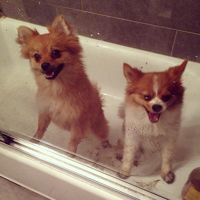 2 Dogs. 1 Tub Photograph by Jennifer Silva