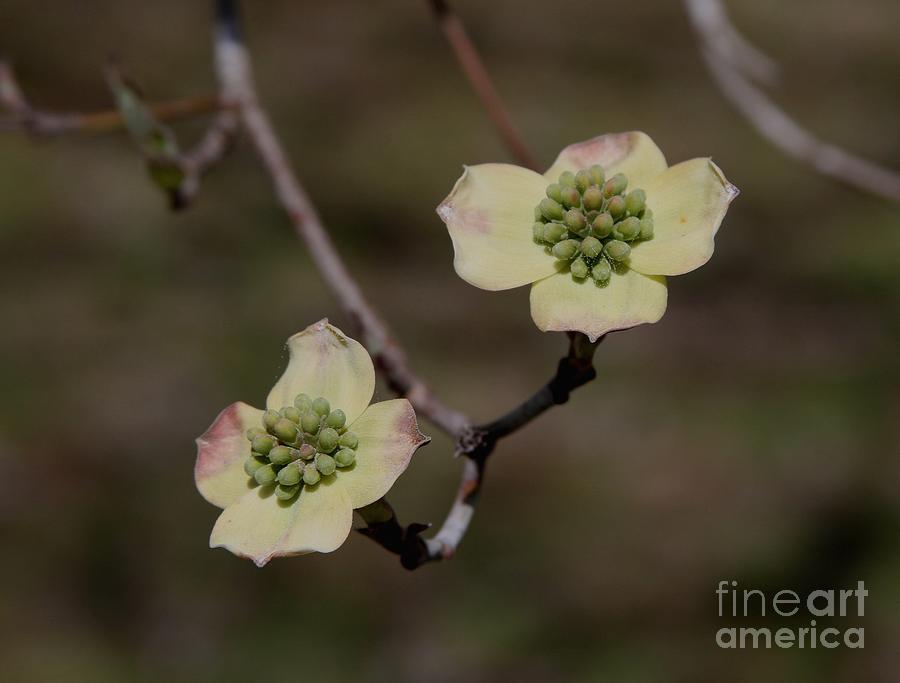 Flower Photograph - Dogwood Blossoms by Cathy Lindsey