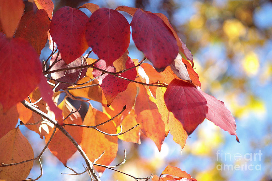 Fall Photograph - Dogwood  Leaves   #1 by Luv Photography
